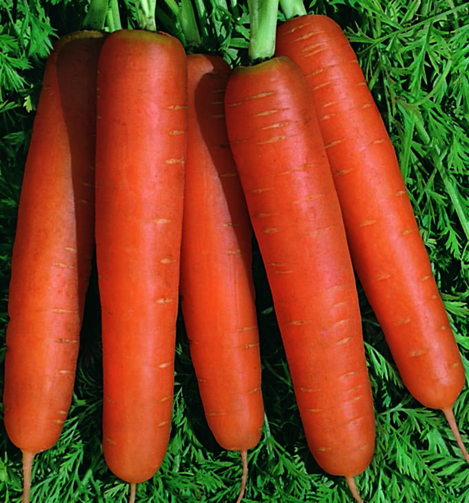 Carrot Scarlet Nantes