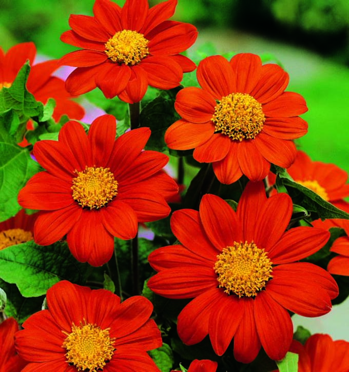 Tithonia Torch Red
