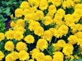Marigold Petite Yellow