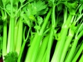 Celery Tall Utah